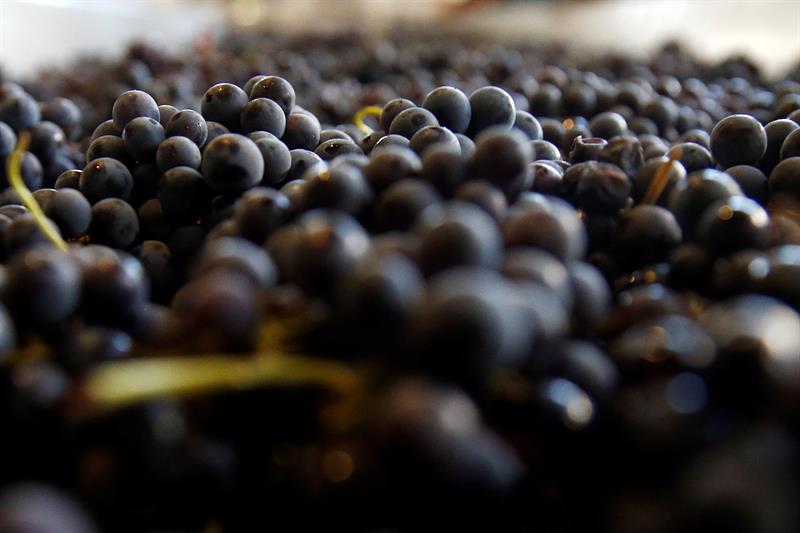 Chile pasea por Europa el poderÃ­o vitivinÃ­cola de sus cepas patrimoniales